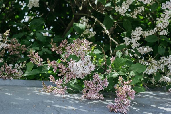 Quel type de système d'arrosage automatique est le plus discret pour un petit jardin urbain?